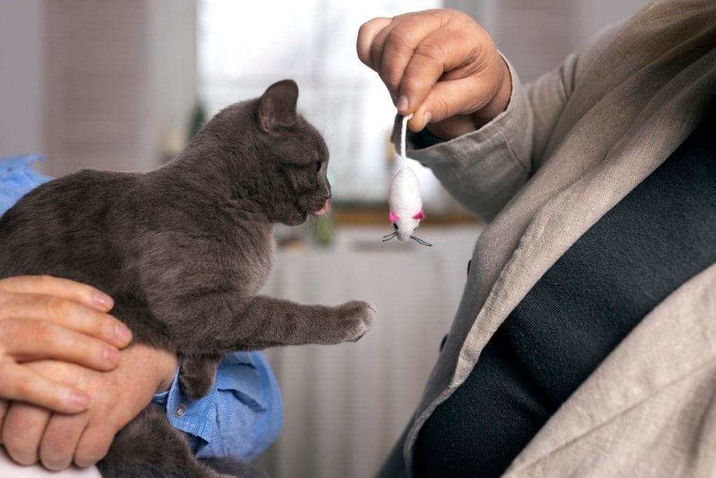 constipation chaton remède de grand mère