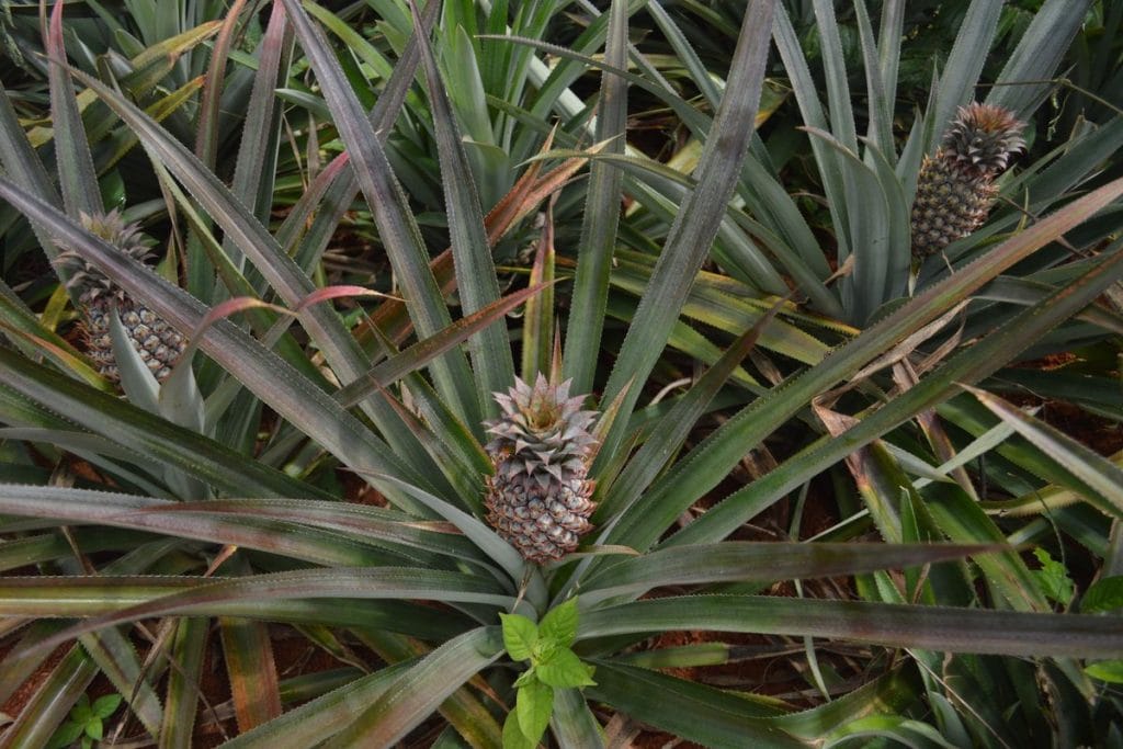 ananas enceinte