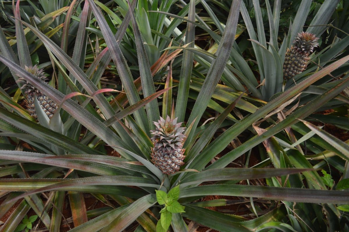 ananas enceinte