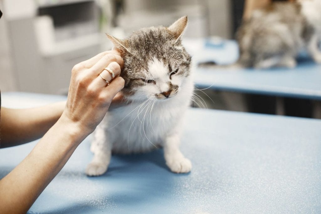 chat anus irrité traitement naturel