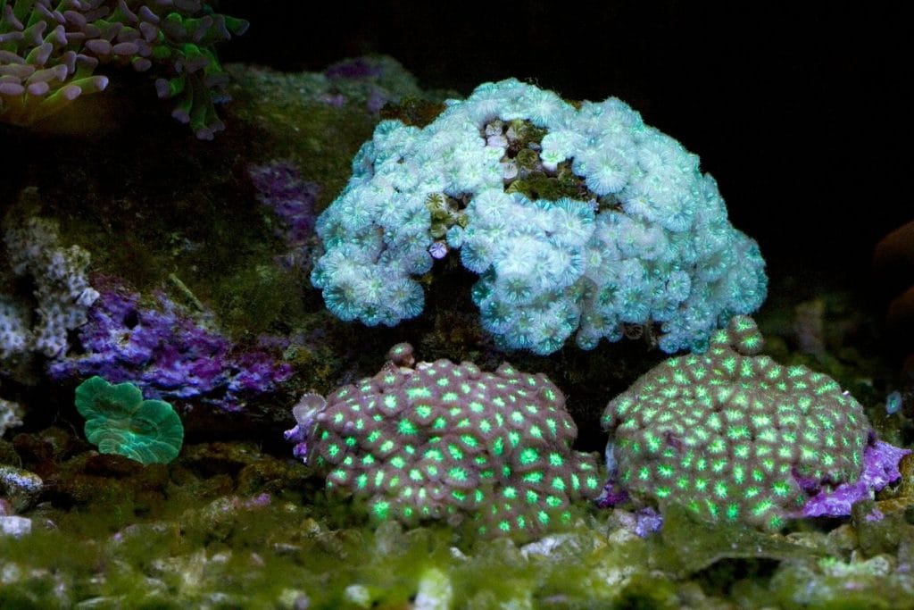 polypes vessie