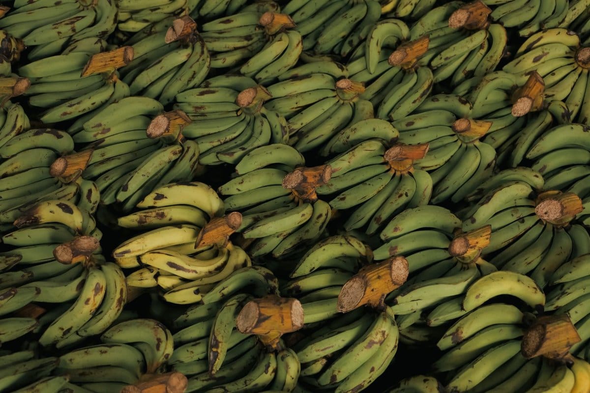 régimes de bananes
