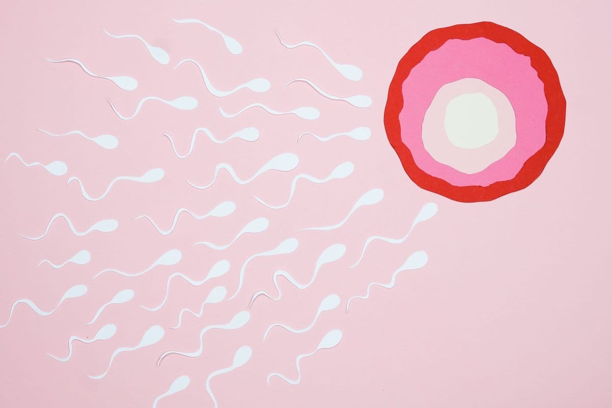 colpotrophine ovule et prise de poids